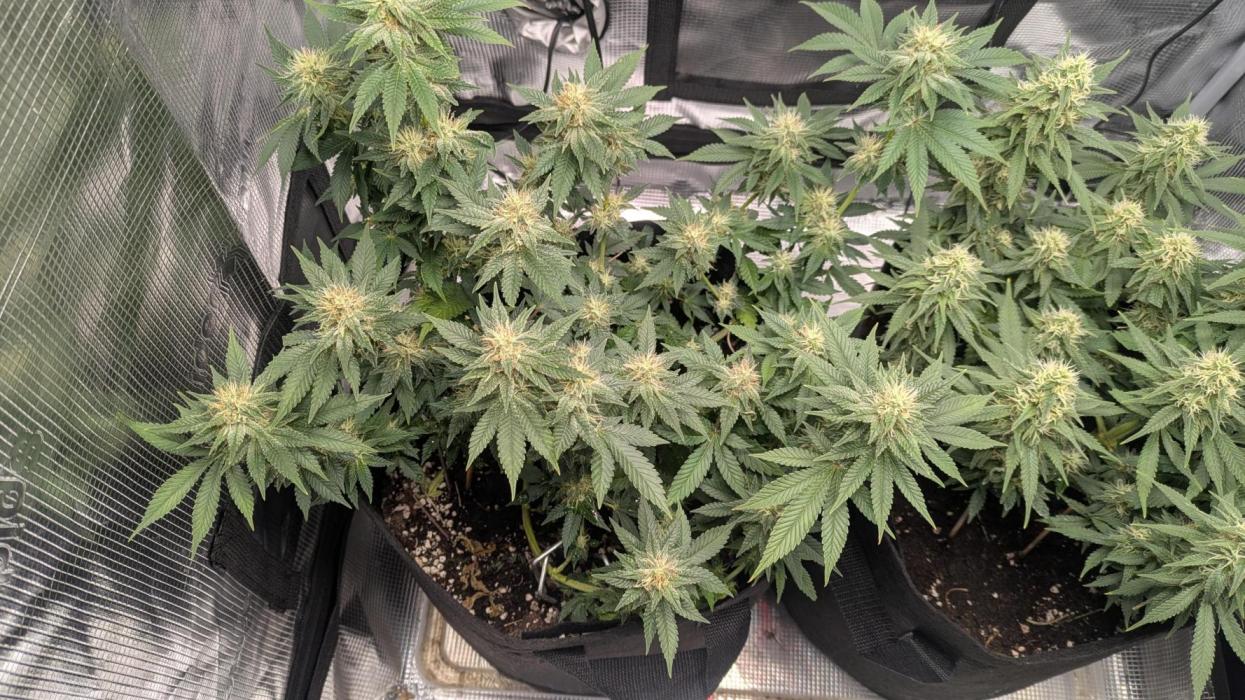 The 7th Wave. Week 11