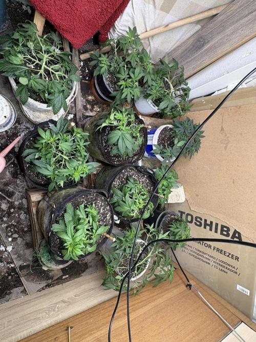 8Reg3Fem1Auto bad  envmnt 130 cm height. Week 5