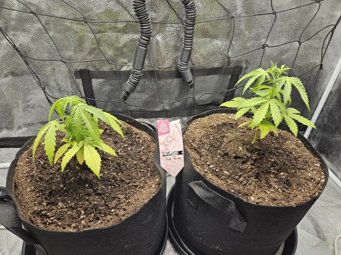 PINK ROZAY by ZS/ 2 phenos. Week 4 - D21