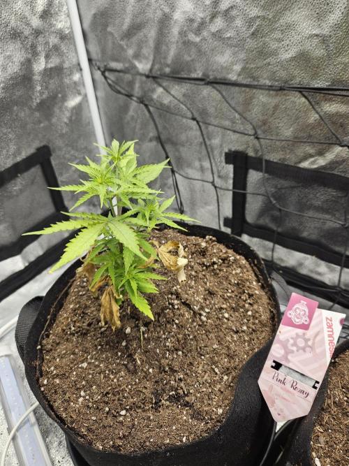 PINK ROZAY by ZS/ 2 phenos. Week 4 - D27 : PR1 woke up and definitely wanted to get rid of the past...