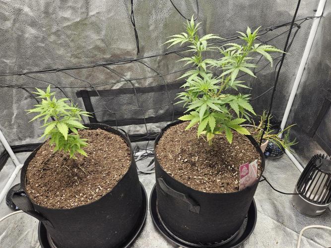 PINK ROZAY by ZS/ 2 phenos. Week 4 - D27 : 1 week to recover !