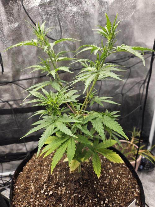 PINK ROZAY by ZS/ 2 phenos. Week 4 - D27 : PR2 geared up by stretching main stems