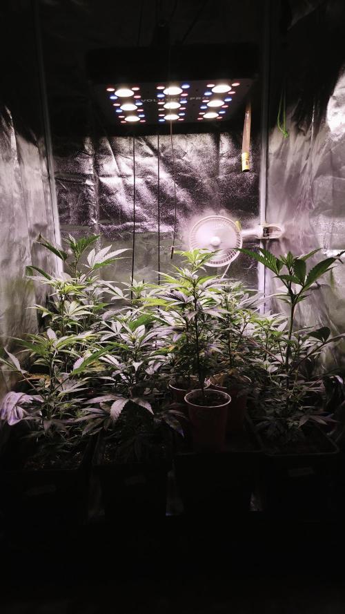 Esquejes 80x80 Sustrato mixto. Week 2 - Estado natural de las plantas sin ningún tipo de poda