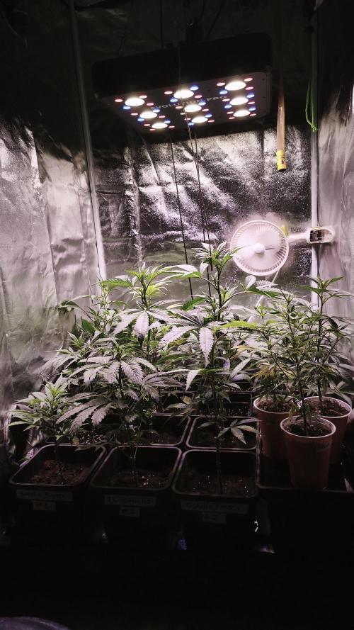 Esquejes 80x80 Sustrato mixto. Week 2 - Estado luego de defoliación y toma de esquejes