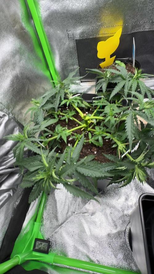 GELAT.OG & Badazz OG Cheese by seedsman