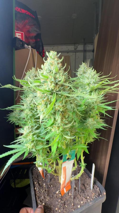 GELAT.OG & Badazz OG Cheese by seedsman