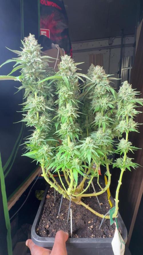 GELAT.OG & Badazz OG Cheese by seedsman