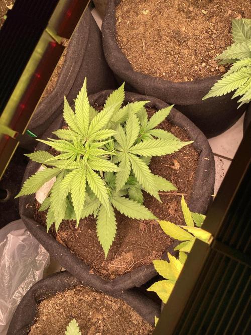 Red Cannabis. Week 4 - .