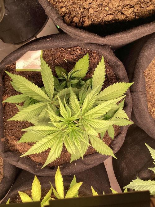 Red Cannabis. Week 4