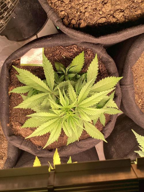 Red Cannabis. Week 4