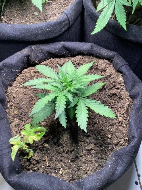Red Cannabis. Week 4 - .