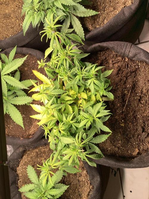 Red Cannabis. Week 4 - .