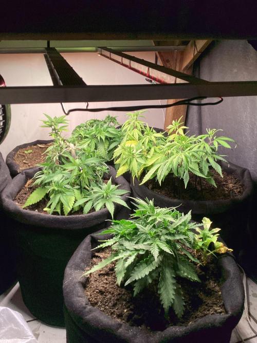 Red Cannabis. Week 4 - .