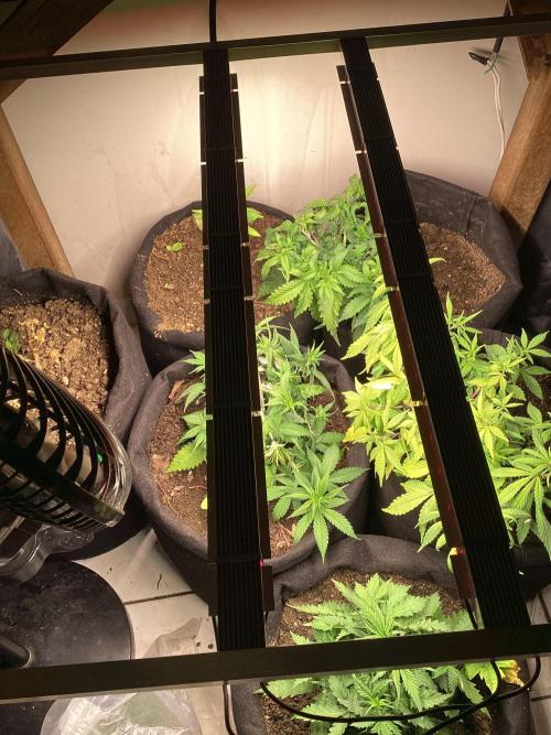 Red Cannabis. Week 4 - .