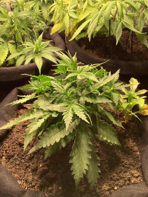 Red Cannabis. Week 4 - .