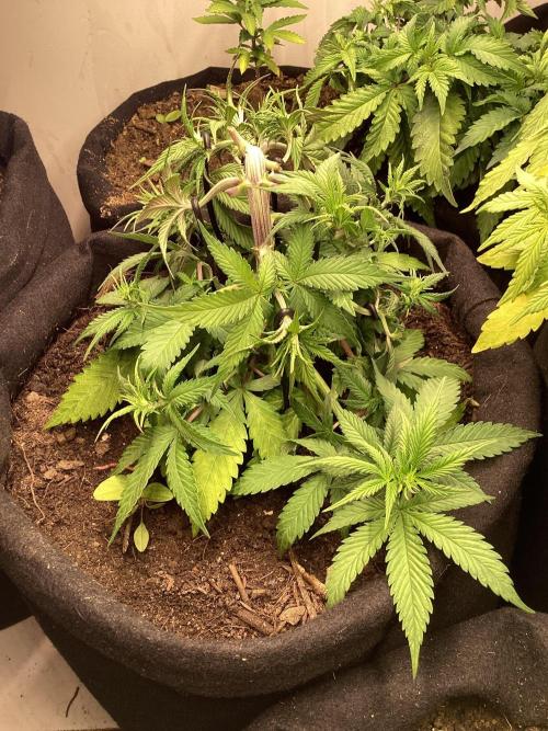 Red Cannabis. Week 4 - .