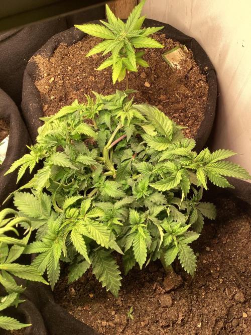 Red Cannabis. Week 4 - .