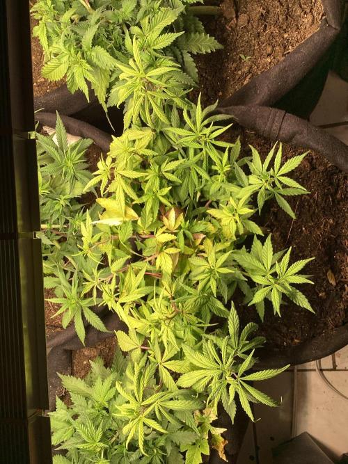 Red Cannabis. Week 4 - .