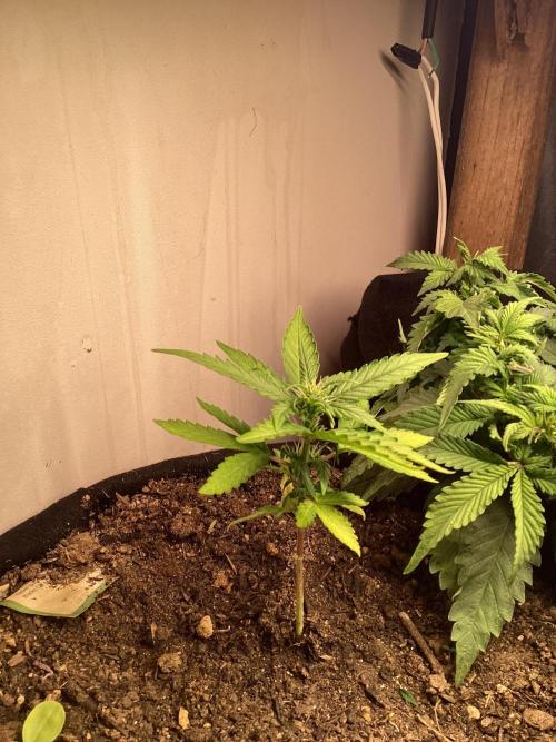 Red Cannabis. Week 4 - .
