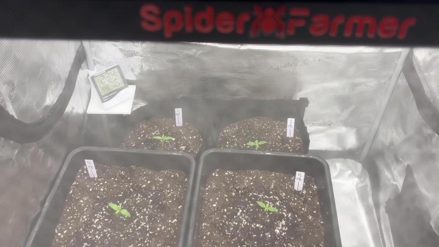 42 Fast buds / autos