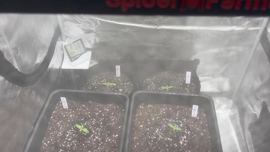 42 Fast buds / autos