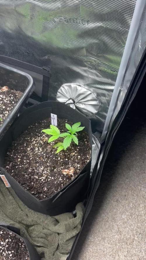 42 Fast buds / autos