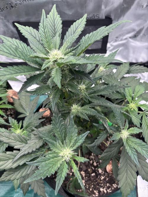 42 Fast buds / autos. Week 7