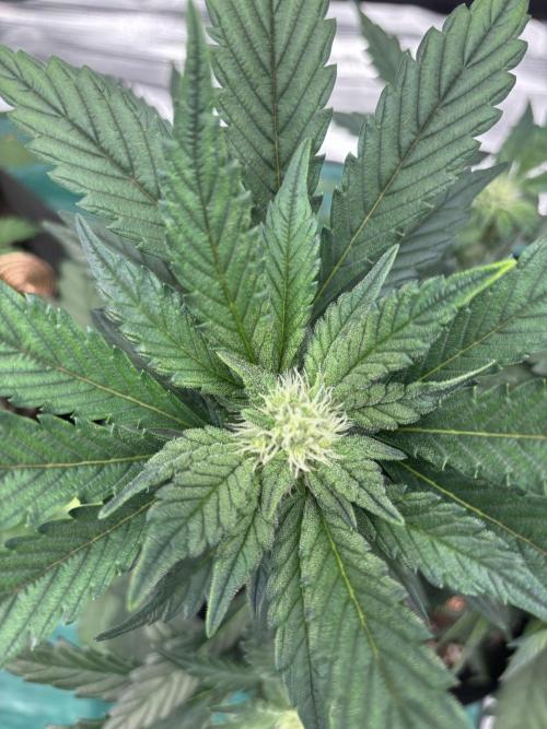 42 Fast buds / autos. Week 7