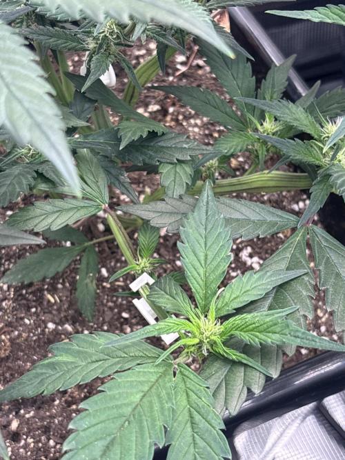 42 Fast buds / autos. Week 7