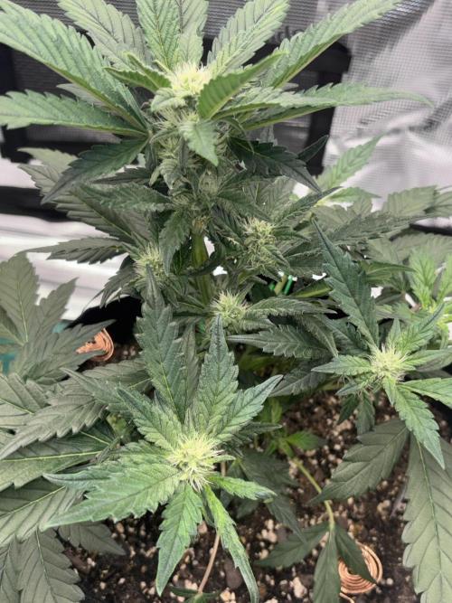 42 Fast buds / autos. Week 7