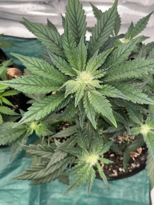 42 Fast buds / autos. Week 7