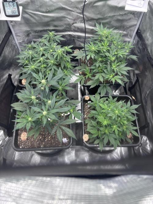 42 Fast buds / autos. Week 7