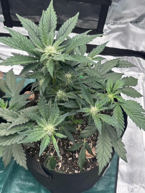 42 Fast buds / autos. Week 7