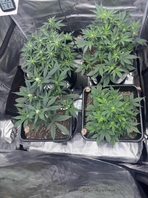 42 Fast buds / autos. Week 7