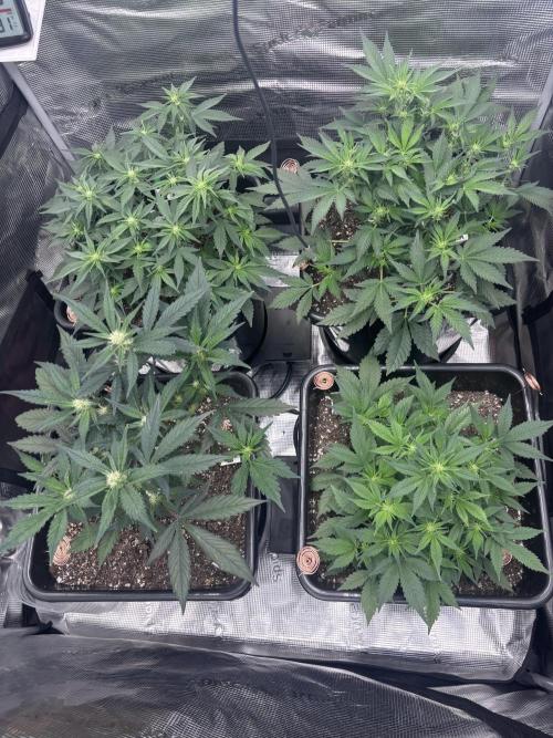 42 Fast buds / autos. Week 7