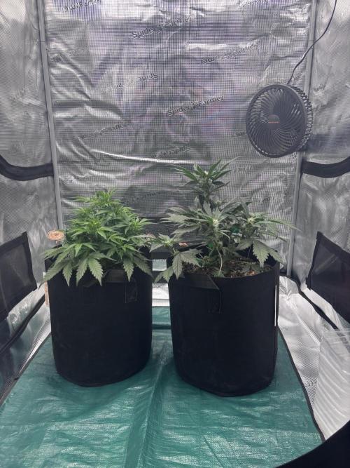 42 Fast buds / autos. Week 7