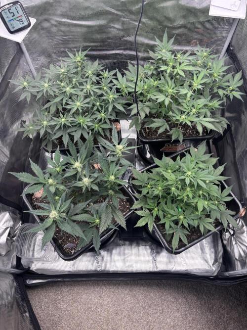 42 Fast buds / autos. Week 7 - Got them all opened up and light is penetrating well. 