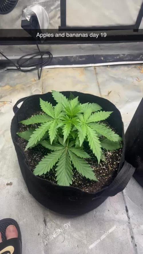 Apples and bananas auto (freebie)