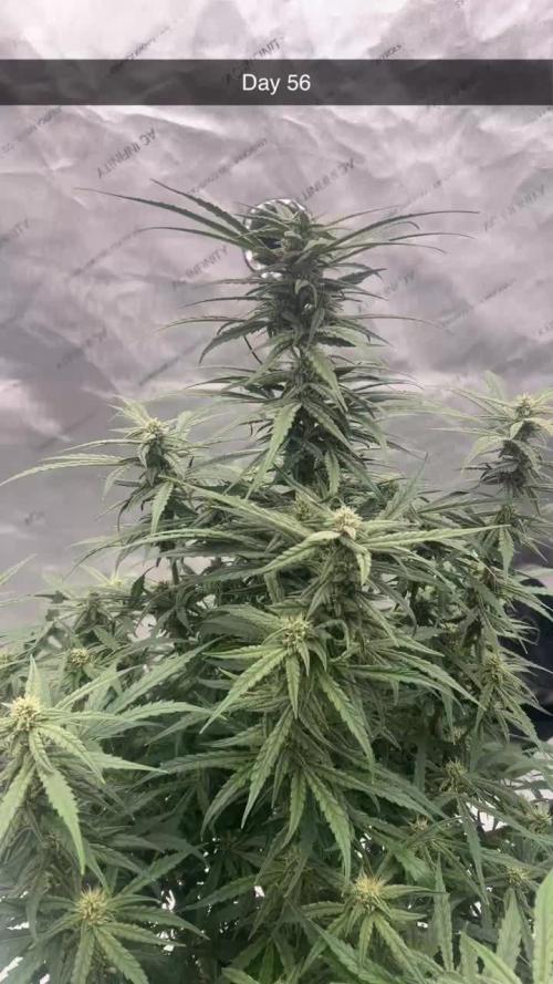 Apples and bananas auto (freebie)