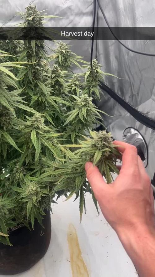 Apples and bananas auto (freebie)