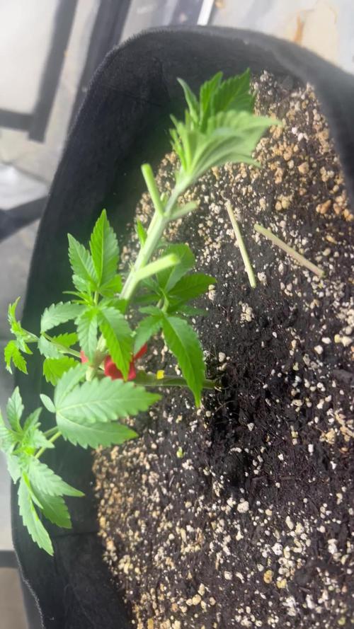 Large single plant run