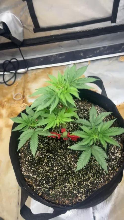 Large single plant run