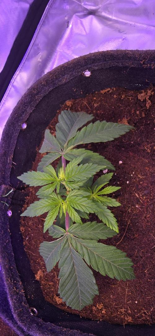 Lavender X Purple Kush. Week 2