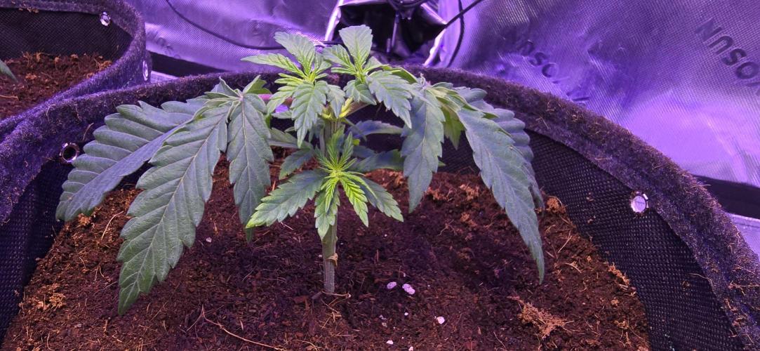 Lavender X Purple Kush. Week 2