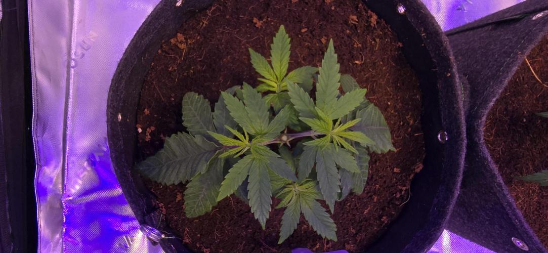 Lavender X Purple Kush. Week 2