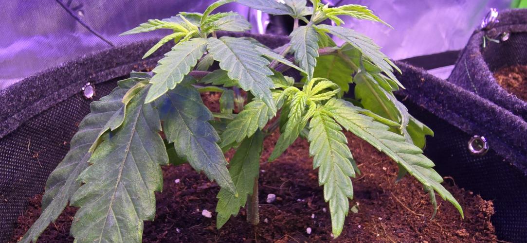 Lavender X Purple Kush. Week 2