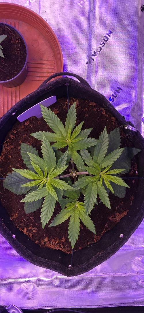 Lavender X Purple Kush. Week 2