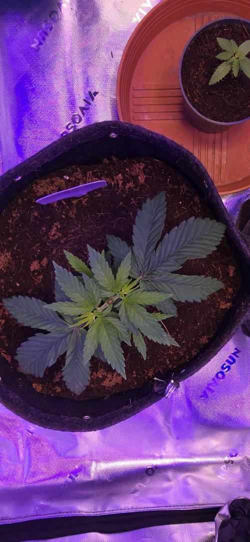 Lavender X Purple Kush. Week 2