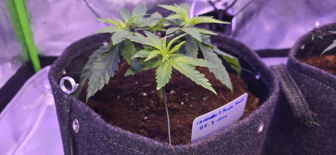 Lavender X Purple Kush. Week 2