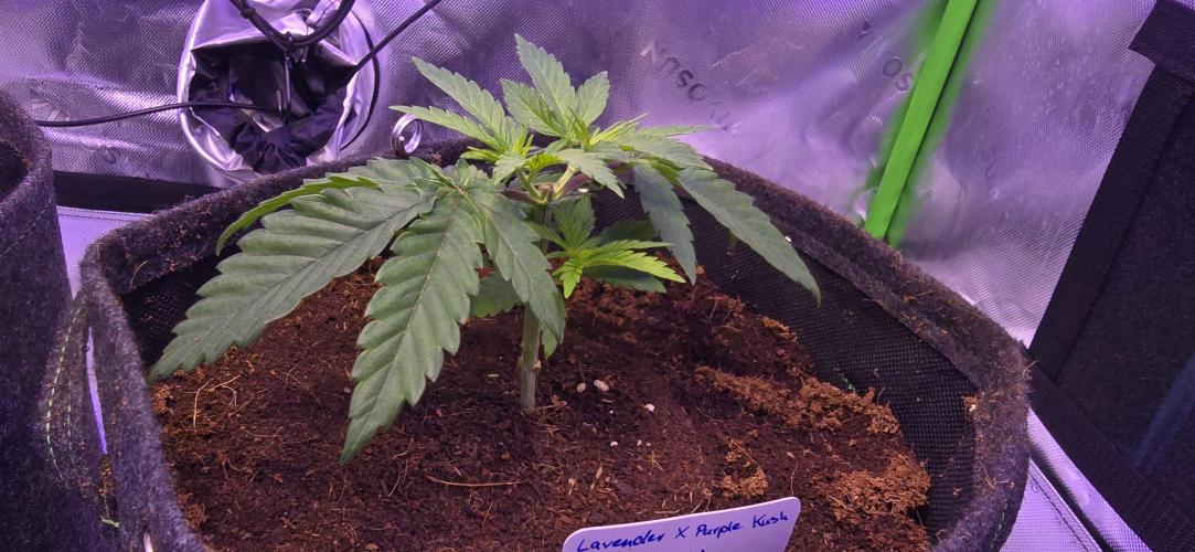 Lavender X Purple Kush. Week 2